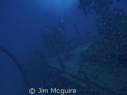 This sunken ship from WWII provides a safe haven for thou... by Jim Mcguire 